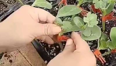 ϹҽӺӵĹ
