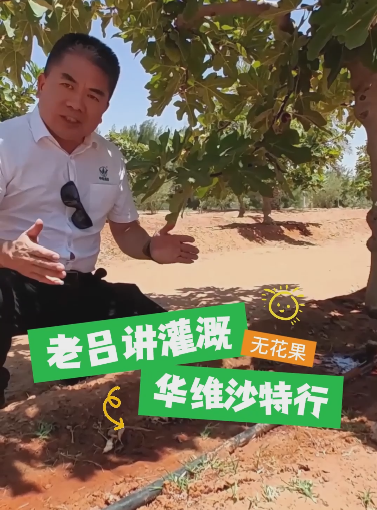 问君怎得无花果，为有浇灌润沙漠！#华维沙特行 #吕名礼 #无花果浇灌
