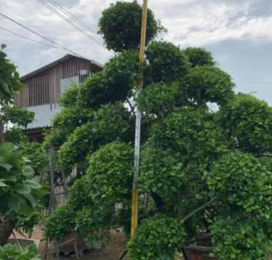 四川成都温江出售大量精品三角梅造型三角梅三角梅桩头，四川成都温江产地大量直销，货