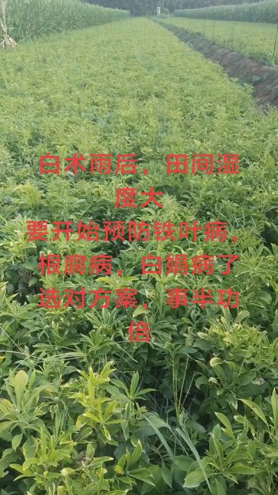 雨期过后白术病害要防治了
预防铁叶病，白娟病
现在也进入了膨大期
可以打膨大的