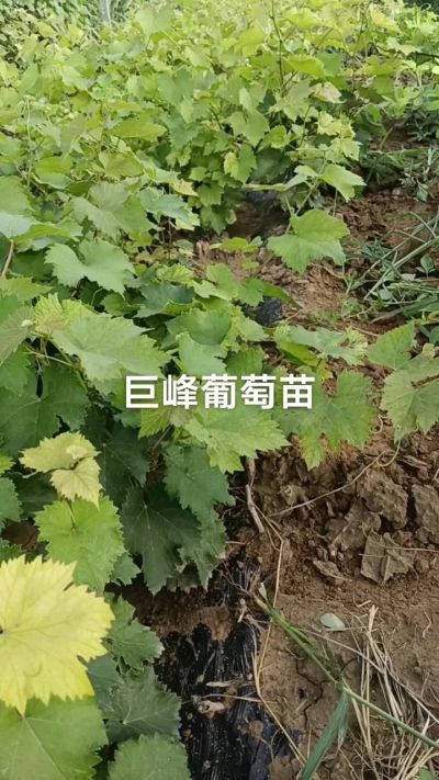 巨峰葡萄苗。一年扦插苗。需要联系。苗圃基地直销！需要联系18534302961
