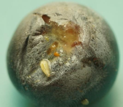蓝莓果蝇危害大，综合防治要趁早，农物化生结合保蓝莓品质