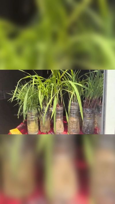 微生物菌剂，出厂前每克添加5亿微生物。最新实验生根育苗，保证不烧苗，促进毛细根增长，抑制病虫害，疏松土壤，保水保肥。近期需要用肥的老板提前联系，19331068337微信同步。