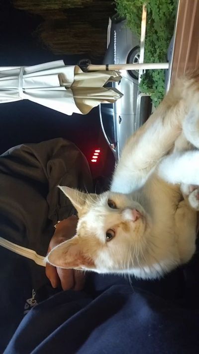 这是我在野外今年春天开始喂养的小猫🐈🐱🐱🐱🐱🐱🐱🐱🐱🐱🐱🐱很可爱