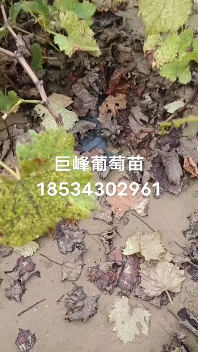޷һǤԻֱҪϵ18534302961