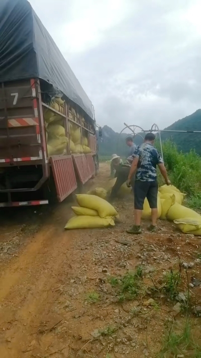种植前先撒草木灰犁地，调节土壤，增加土壤肥力
#农业种植