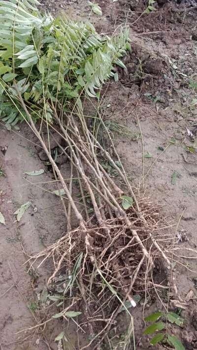 出售臭椿苗，巨峰葡萄苗。药用连翘苗，科研五号优质种苗，2/5年苗，药用连翘树，挂果树，全国包邮到家！财富密码18534302961