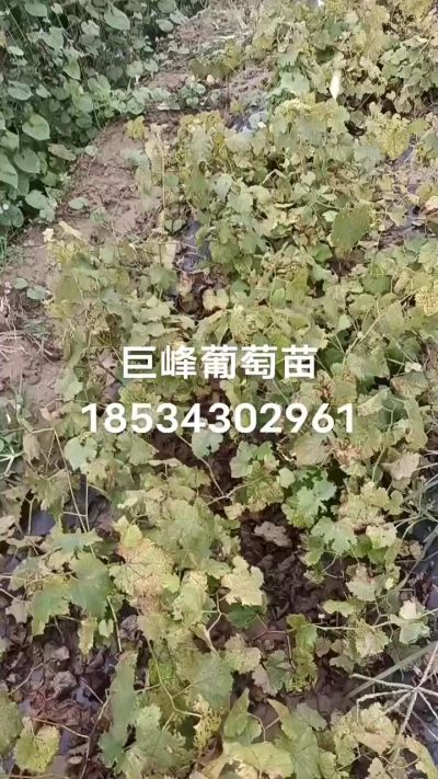 巨峰葡萄苗，一年扦插苗，苗圃基地直销。需要联系我18534302961