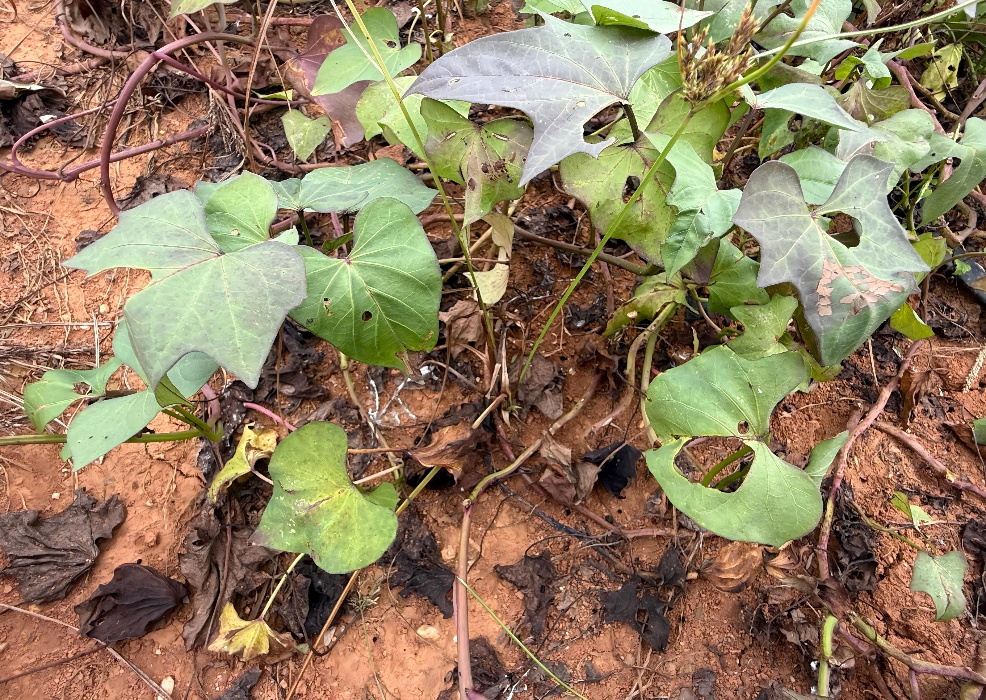 MK(MKsports)ɷݹ˾ - Mk Sports