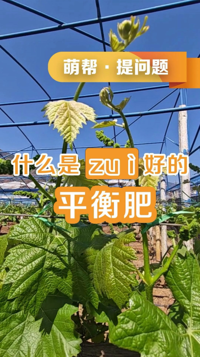 什么是最好的平衡肥