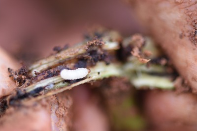 冬季甘薯采收后的田间管理——清洁田园与土壤消毒