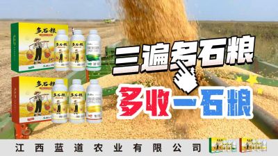 冬季种植，油菜，小麦，草莓等作物的，出现了除草剂药害，黄叶，僵苗，苗不长等问题，马上用多石粮，确保5天见到效果。