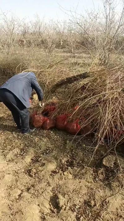 出售药用连翘苗，科研五号优质种苗，2/5年苗，药用连翘树，挂果树，全国包邮到家！财富密码18534302961出售药用连翘苗，科研五号优质种苗，2/5年苗，药用连翘树，挂果树，全国包邮到家！财富密码1