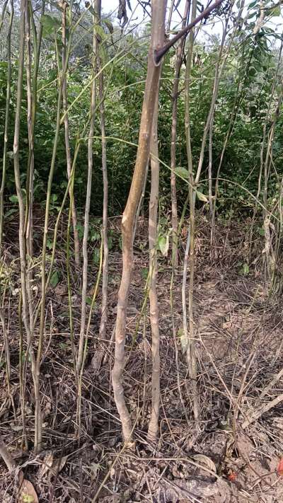 ۳޷ҩ2/5ҩҹȫʵּңƸ18534302961