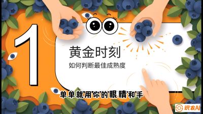 第10节：完美的&ldquo;果粉&rdquo;&mdash;&mdash;采摘时机与保鲜， 课程：《蓝莓&ldquo;高产&rdquo;实战课：从选苗到丰收的10个关键点》