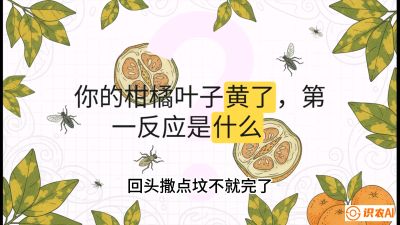 第一节：保命生死线&mdash;&mdash;黄龙病与木虱，课程：《柑橘十大病虫害：从入门到精通》