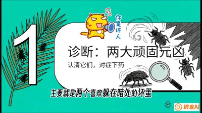 第06节：顽固虫害防治&mdash;&mdash;&ldquo;钻心虫与红蜘蛛，打准时间才服输&rdquo;《槟榔种植：从不懂到精通的10堂必修课》