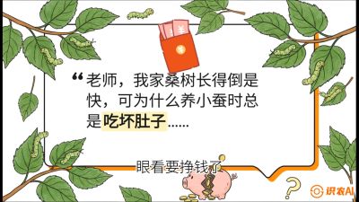 第01节：不仅仅是树&mdash;&mdash;顶级品种选配策略，课程：《桑海淘金：桑树高产与蚕桑安全进阶实战课》
