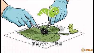 第07节：虫口夺叶（下）&mdash;&mdash;不得不打药时的&ldquo;解毒术&rdquo;，课程：《桑海淘金：桑树高产与蚕桑安全进阶实战课》