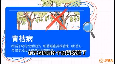 第08节：看不见的杀手&mdash;&mdash;青枯病与萎缩病，课程：《桑海淘金：桑树高产与蚕桑安全进阶实战课》