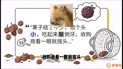 第10节：甜蜜的科学&mdash;&mdash;膨大、增甜与转色，课程：《桑海淘金：桑树高产与蚕桑安全进阶实战课》