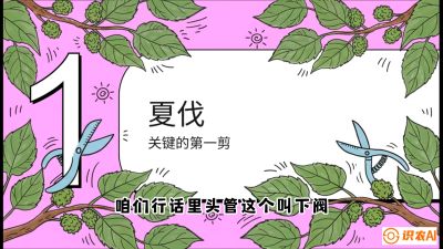 第11节：叶果双收&mdash;&mdash;特殊的夏伐与冬伐，课程：《桑海淘金：桑树高产与蚕桑安全进阶实战课》