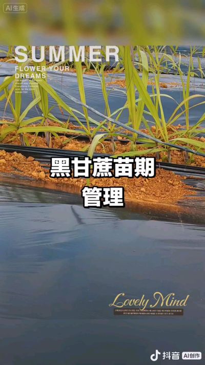 2025年11月份种下去的黑甘蔗苗