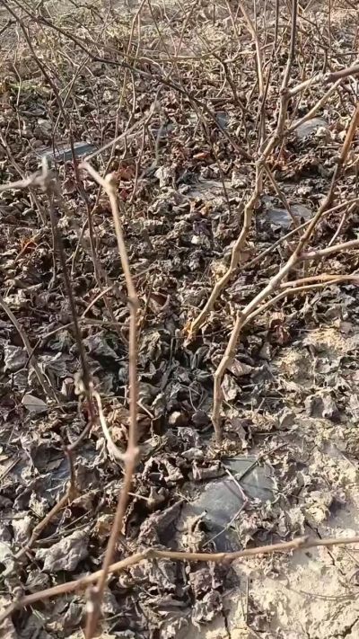 巨峰葡萄苗，一年扦插苗，，全国包邮到家！需要联系18534302961