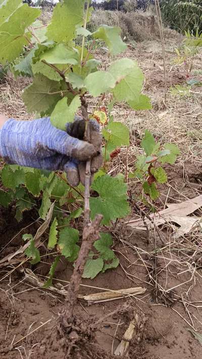 �޷�������