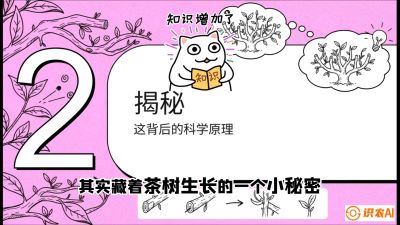 第04节（修剪篇）：树势复活术：从&ldquo;越剪越弱&rdquo;到&ldquo;枝繁叶茂&rdquo;的能量管理与夏秋茶逆袭，课程：《茶金时代：从&ldquo;看天吃饭&rdquo;到&ldquo;精准控局&rdquo;的茶叶高产提质实战课》