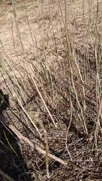 出售臭椿苗，巨峰葡萄苗。药用连翘苗，科研五号优质种苗，2/5年苗，药用连翘树，挂果树，全国包邮到家！财富密码18534302961