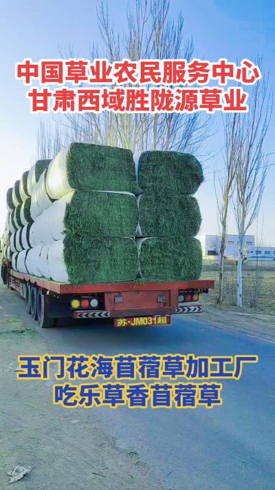 中国苜蓿草原产地批发苜蓿草 甘肃玉门胜陇源草业。18293765000
