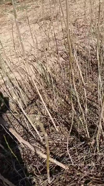 出售臭椿苗，巨峰葡萄苗。药用连翘苗，科研五号优质种苗，2/5年苗，药用连翘树，挂果树，全国包邮到家！财富密码18534302961