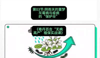 第03节：阴雨天的噩梦&mdash;&mdash;灰霉病与疫病的&ldquo;保护伞&rdquo;，课程：《卷丹百合&ldquo;无病高产&rdquo;植保实战课》#识农AI