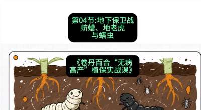 第04节：地下保卫战&mdash;&mdash;蛴螬、地老虎与螨虫 ，课程：《卷丹百合&ldquo;无病高产&rdquo;植保实战课》#识农AI