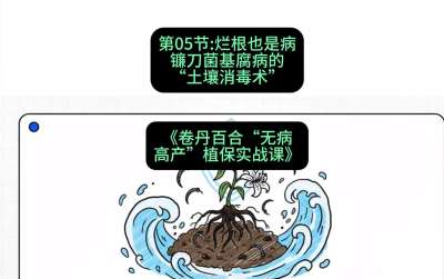 第05节：烂根也是病&mdash;&mdash;镰刀菌基腐病的&ldquo;土壤消毒术&rdquo; ，课程：《卷丹百合&ldquo;无病高产&rdquo;植保实战课》#识农AI