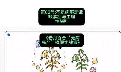 第06节：不是病那是饿&mdash;&mdash;缺素症与生理性烧叶 ，课程：《卷丹百合&ldquo;无病高产&rdquo;植保实战课》#识农AI
