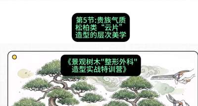 第05节：贵族气质&mdash;&mdash;松柏类&ldquo;云片&rdquo;造型的层次美学，课程：《景观树木&ldquo;整形外科&rdquo;造型实战特训营》#识农AI