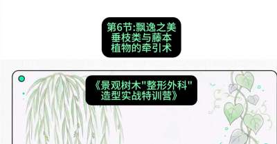 第06节：飘逸之美&mdash;&mdash;垂枝类与藤本植物的牵引术，课程：《景观树木&ldquo;整形外科&rdquo;造型实战特训营》#识农AI