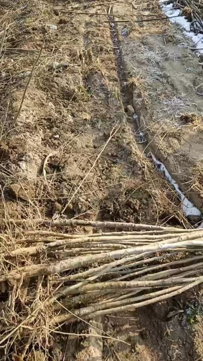 臭椿树苗，一年苗，需要联系18534302961