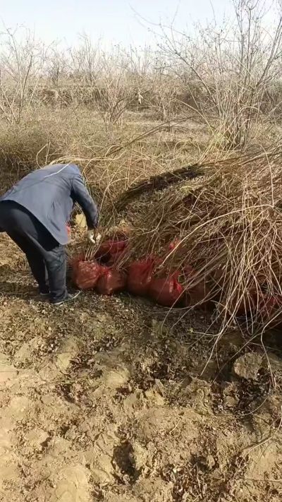 药用连翘树，科研种苗定制树。挂果树，高产树。需要联系18534302961