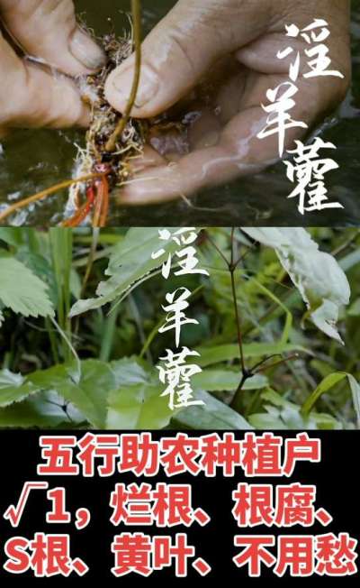 177，1907，0725，V 同号
1  老乡们！种淫羊藿不用乱买肥，咱这款专用肥，针对淫羊藿习性配的，壮苗防烂根，采收多卖钱，用过都回头！
2  咱种淫羊藿图的就是省心高产！专用肥薄肥勤施，苗不烧