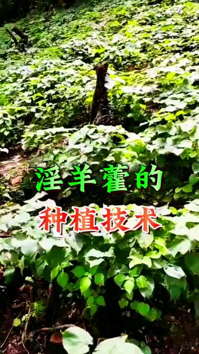 揭秘&ldquo;仙草&rdquo;淫羊藿的种植密码！耐严寒耐贫瘠，林下套种不占耕地，管理简单还能套种其他作物，一亩地的投入两亩地的收益～ 想返乡创业的赶紧码住！ #淫羊藿种植技术 #返乡创业项目 #药材种植指南 #农业新风