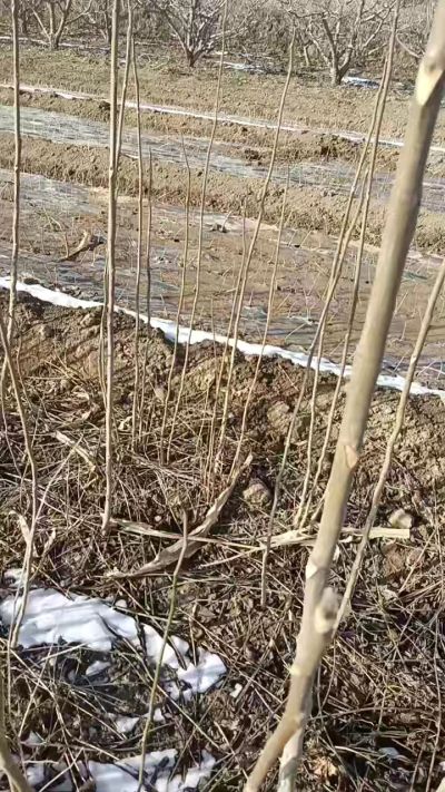 臭椿苗，一年苗，需要联系我，全国包邮到家。18534302961