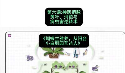 第六节：神医把脉：黄叶、消苞与病虫害逆转术，课程：《蝴蝶兰雅养六讲：从阳台小白到园艺达人》#识农AI