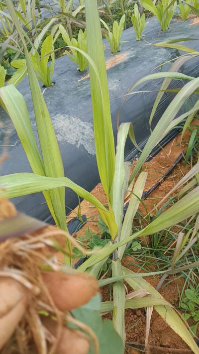 黑甘蔗种植下去，三个月。第一次追肥，
