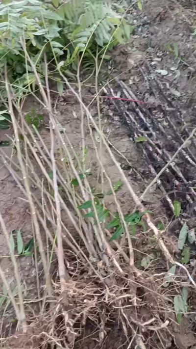 出售臭椿苗，巨峰葡萄苗。药用连翘苗，科研五号优质种苗，2/5年苗，药用连翘树，挂果树，全国包邮到家！财富密码18534302961