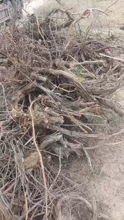 巨峰葡萄树，地径3/6公分，需要联系