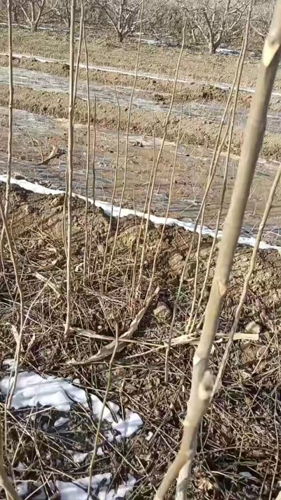 出售臭椿苗，巨峰葡萄苗。药用连翘苗，科研五号优质种苗，2/5年苗，药用连翘树，挂果树，全国包邮到家！财富密码18534302961