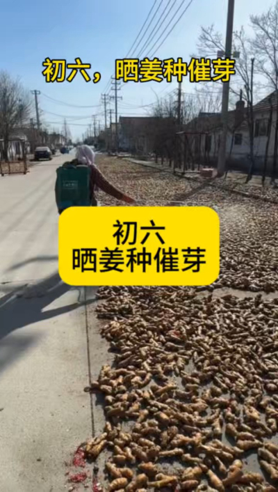 大年初六，晒姜种催芽